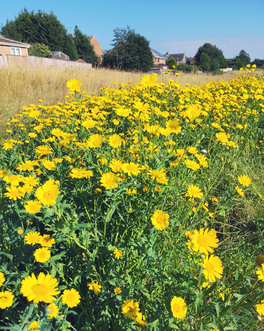 Summer wild flowers