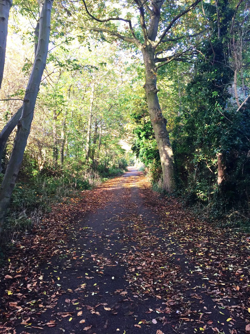 woodland-walk